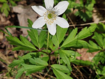 Zawilec gajowy (Anemone nemorosa), <p>fot. Sebastian Piskorski</p>